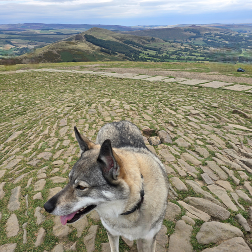 Carpenters Group colleague, Helena King's furry friend Freya